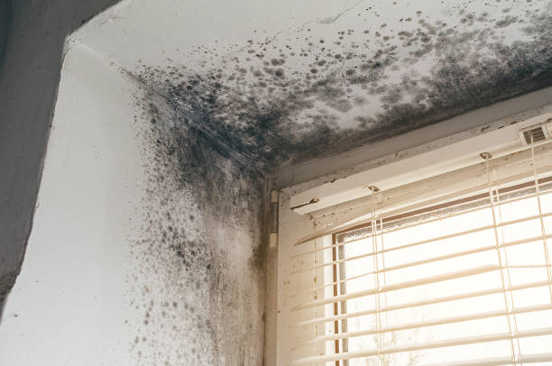 Affordable Basement Mold Remediation solutions in Grawn, MI